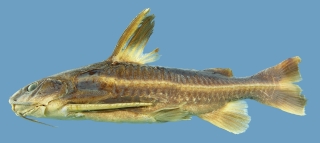 Platydoras brachylecis