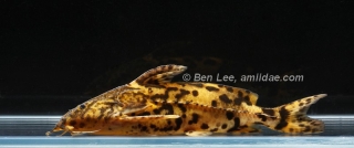 Rhinodoras dorbignyi