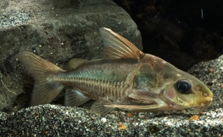 Trachydoras paraguayensis