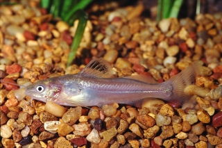 Brachyrhamdia marthae Brachyrhamdia marthae