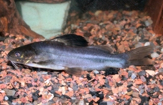 Brachyrhamdia marthae Brachyrhamdia marthae