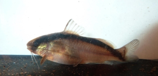 Brachyrhamdia thayeria