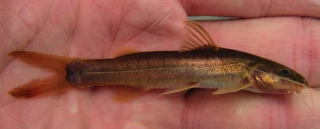 Cetopsorhamdia insidiosa