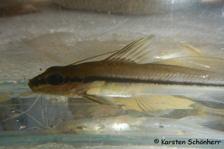 Pimelodella cristata