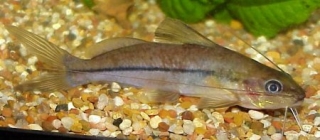 Pimelodella lateristriga