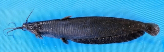 Heteropneustes fuscus