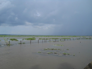 Horabagrus brachysoma