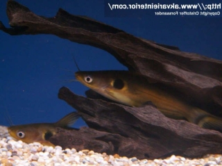 Horabagrus brachysoma