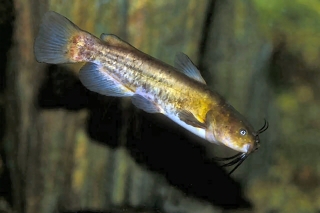 Ameiurus nebulosus