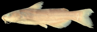 Ictalurus balsanus
