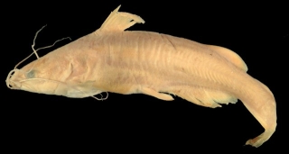 Ictalurus ochoterenai