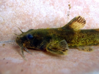 Noturus munitus Noturus munitus