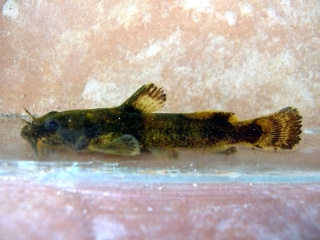 Noturus munitus Noturus munitus