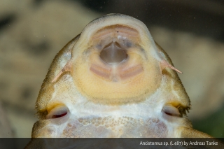 Ancistomus sp. (L487)
