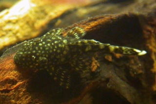 Ancistrus sp. (3)
