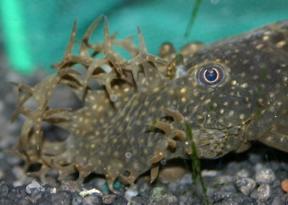 Ancistrus sp. (3)
