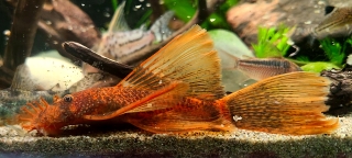Ancistrus sp. (3)