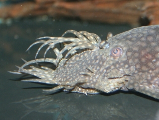 Ancistrus sp. (3)