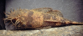 Ancistrus sp. (3)