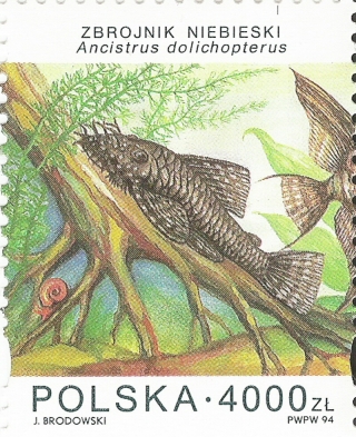 Ancistrus sp. (3)