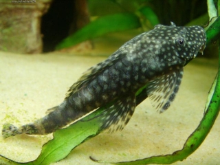 Ancistrus sp. (3)