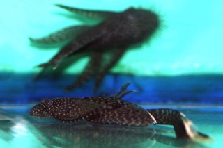 Ancistrus sp. (3)