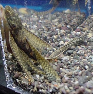 Ancistrus sp. (3)