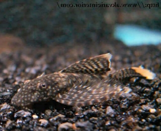 Ancistrus sp. (3)