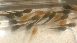Ancistrus sp. (3)