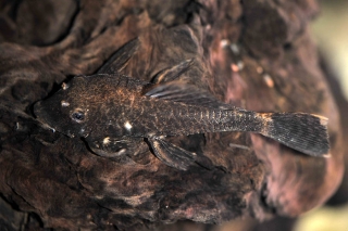 Ancistrus sp. (3)
