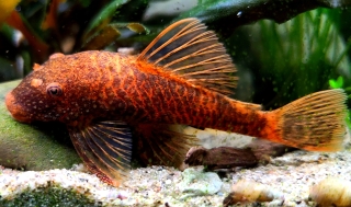 Ancistrus sp. (3)
