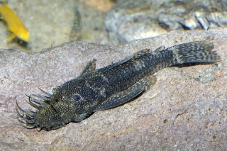 Ancistrus sp. (3)