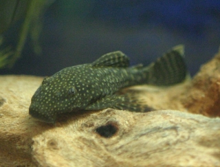 Ancistrus sp. (3)