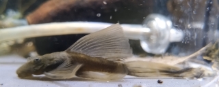Ancistrus sp. (3)