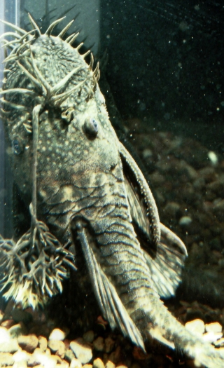 Ancistrus sp. (3)