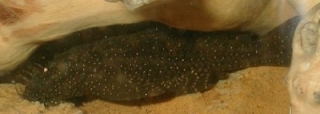 Ancistrus sp. (L120)