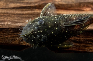 Ancistrus sp. (L327)