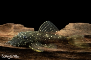 Ancistrus sp. (L327)