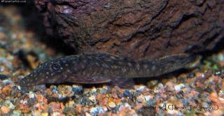 Ancistrus sp. (L349)