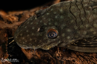 Ancistrus sp. (L349)