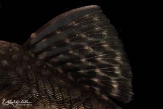 Ancistrus sp. (L349)