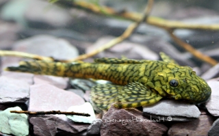 Ancistrus sp. (L393)