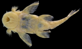 Avalithoxus jantjae