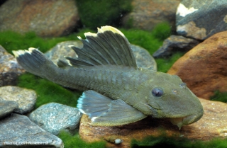 Baryancistrus chrysolomus