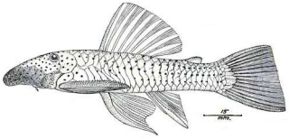 Chaetostoma anale