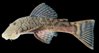 Chaetostoma branickii