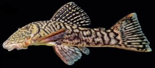 Chaetostoma branickii
