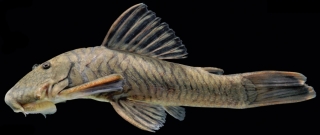 Chaetostoma branickii