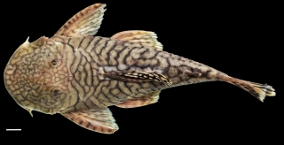 Chaetostoma branickii