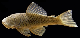 Chaetostoma branickii
